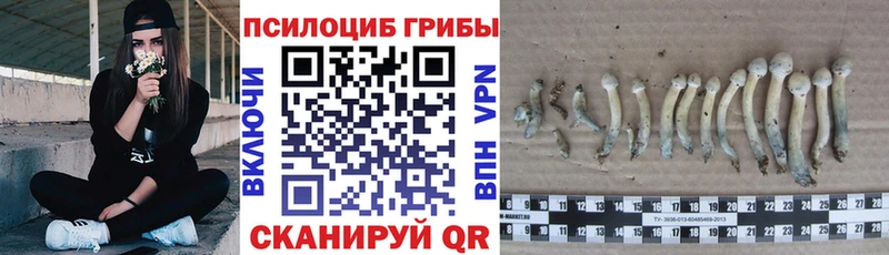 Купить  Большой Камень  Галлюциногенные грибы Psilocybine cubensis 